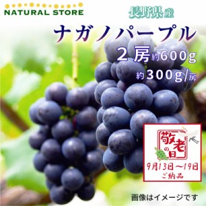 [最短順次発送]   ナガノパープル 2房 計約600g 葡萄 長野県産  夏ギフト 御中元 お中元 秋ギフト  果実ギフト