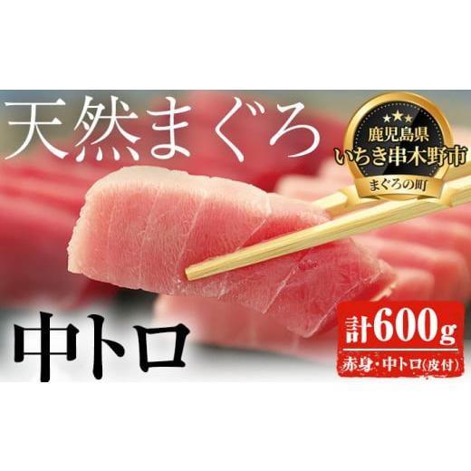 ふるさと納税 鹿児島県 いちき串木野市 A-1459 「旬」の天然メバチまぐろ中トロ・赤身厳選セット　約600g　中トロ 赤身 冷凍