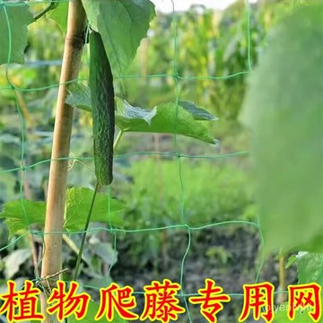 植物爬藤網 加粗60股 絲瓜爬藤網 耐用 葡萄爬藤網 百香果爬藤網 攀爬網 藤蔓植物搭架網 養殖網 圍網植物爬藤網百香果