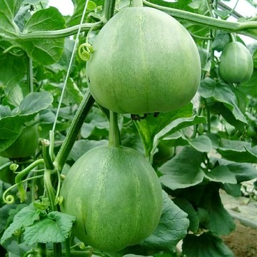 青禾園藝（綠寶石甜瓜種子）香瓜種子、美濃瓜Melon冰糖綠皮綠肉~春秋季種植高產好養水果種子