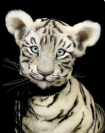 訂製寫實白虎幼崽玩偶