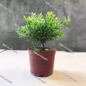💥現貨💥金絲楠木樹種子 （10粒）稀有名貴樹木種子 小葉赤楠樹種子四季常綠 盆栽植物  招財鎮宅 比香水還香 辦公室盆栽