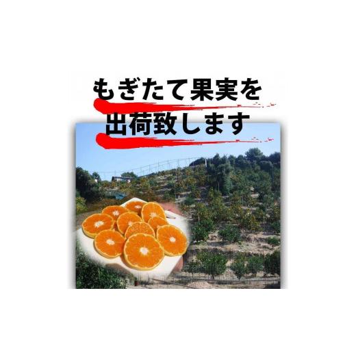 ふるさと納税 和歌山県 有田川町 ＜12／26までの注文は年内発送＞ みかん ご家庭用　和歌山県有田川町産　有田みかん3kg