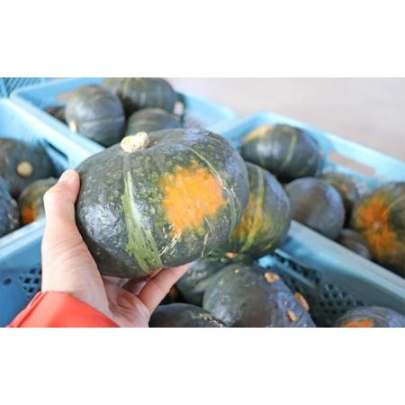 ふるさと納税 北海道 富良野市産 かぼちゃ「ブラックのジョー」 5kg (中山農園) 北海道富良野市