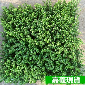 現貨 抗UV仿真植物牆加高加密尤加利金錢葉 防曬防水款仿真植物 植栽牆 牆面裝飾 塑膠花 背景牆 假植物