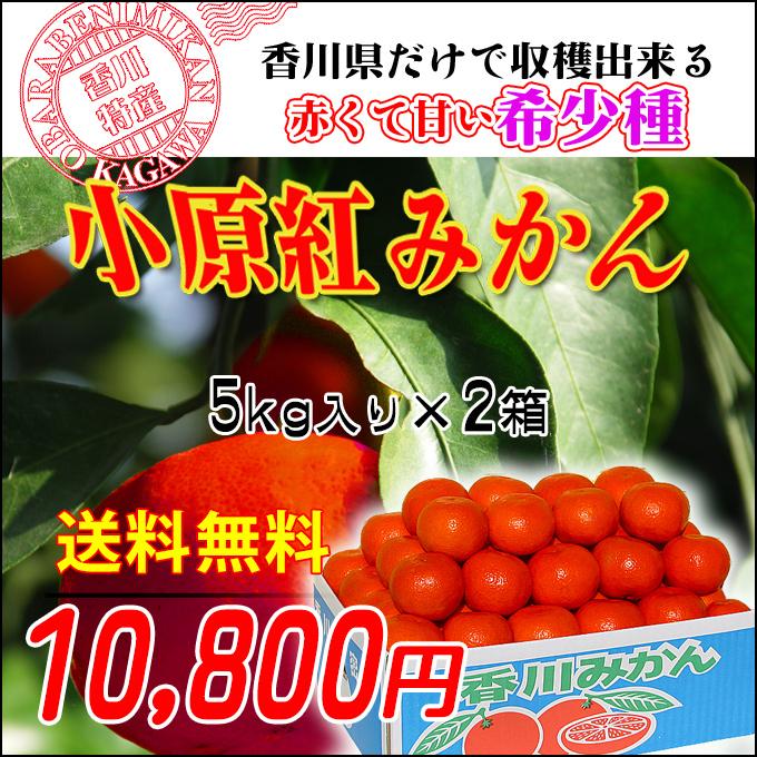 小原紅早生みかん10kg　お歳暮や贈答品に送料無料で