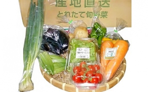 No.117 新鮮野菜セット ／ やさい 詰合せ 旬 千葉県