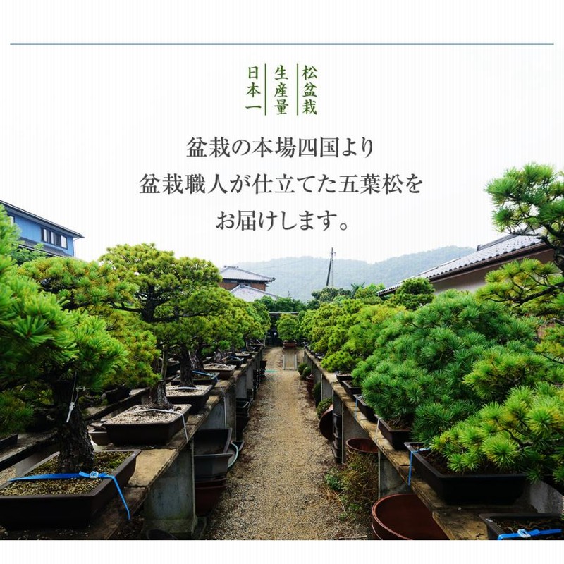 松盆栽 松 ミニ 五葉松と地酒のセット 生子鉄鉢 樹齢 7年 本場