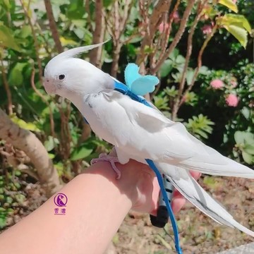 香濃❤（影）現貨鸚鵡鳥美式外出繩 寵物放飛繩背帶式翅膀飛行繩牽引繩遛鳥繩子放飛繩定制外出訓練