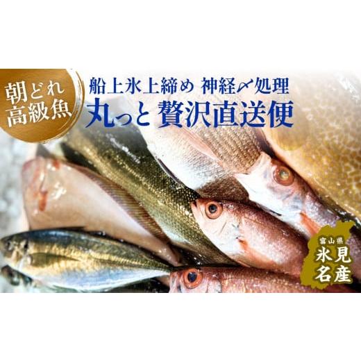 ふるさと納税 富山県 氷見市 氷見港朝獲れ高級魚！丸っと贅沢直送便！　船上氷上締め　神経〆処理 富山 氷見 直送 詰め合わせ 鮮魚ボックス