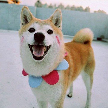 EllaWangDesignFlowerPetalsCollar 寵物 花瓣 頸圈 貓 狗 M size