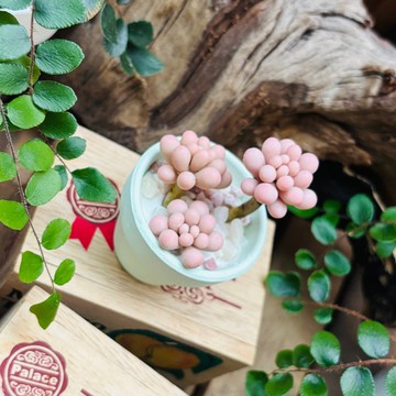 多肉下午茶 黏土 手作 微型多肉植物