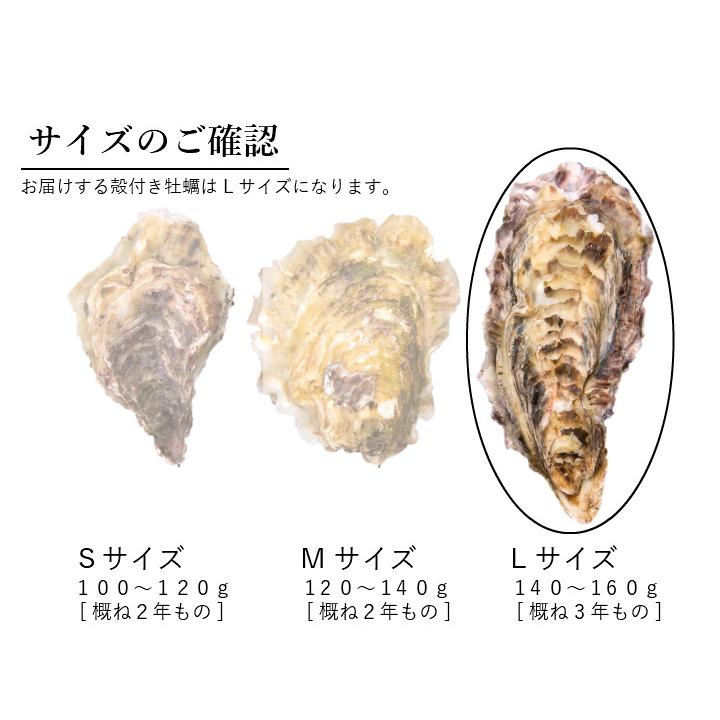 『かき大将Lサイズ50個』生食用 三陸 宮城 女川 牡蠣 殻付き 生食用 生牡蠣 カキ 生 冷蔵産地直送 BBQ 冬 ギフト お歳暮 のし対応