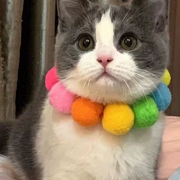 ⭐免運臺灣有貨⭐貓咪項圈彩色毛球可愛狗狗脖圈柴犬柯基圍脖項鏈網紅寵物拍照飾品