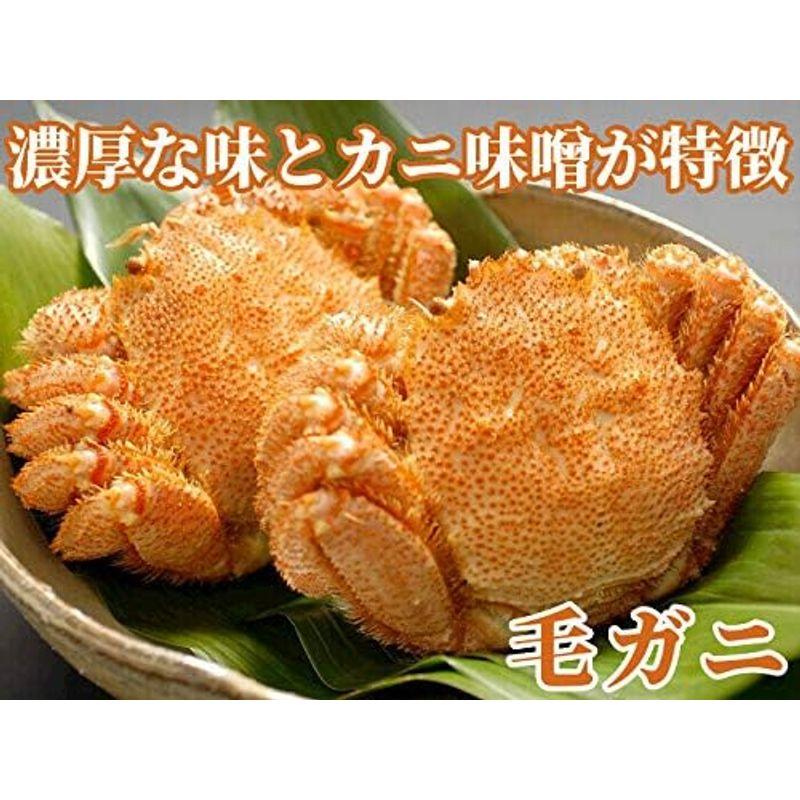 毛ガニ 特大 1kg×1尾 毛蟹 北海道産 蟹味噌 メガサイズ ボイル済 冷凍 ギフト プレゼント カニ どさんこグルメマーケット