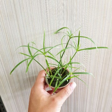P老闆園藝~傘草 水生植物 雨林植物 3吋盆 6吋盆
