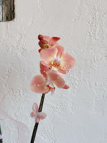 賀年蝴蝶蘭盆景 | Blush moonlight 蘭花擺設