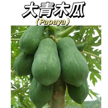 【台灣現貨】（大青木瓜種子）果實碩大豐產｜肉厚籽少｜青木瓜沙拉專用｜耐儲存｜果實碩大，肉質厚實，肉厚籽少