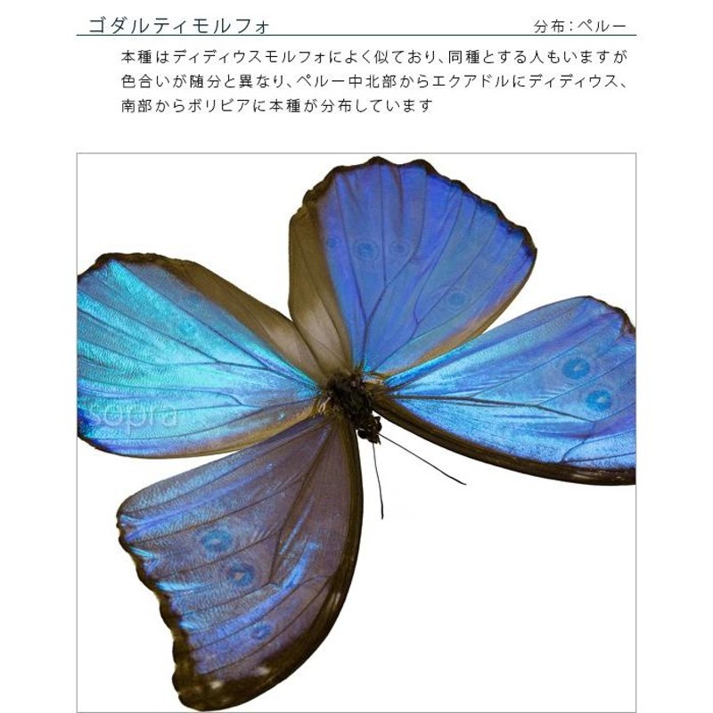 ゼフィリティスモルフォ ♂ Peru蝶標本