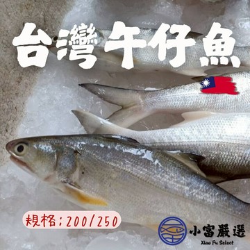 【小富嚴選】台灣午仔魚一夜干 大尾午仔魚 一夜乾 (200g/尾) 大尾的哦 午仔魚一夜干 午仔魚
