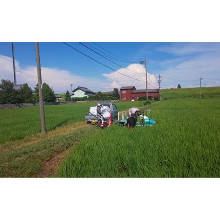 ふるさと納税 ケリ米ハツシモ　5kg 岐阜県養老町