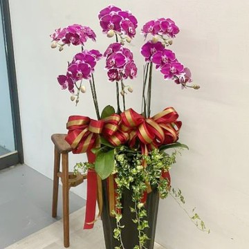 開幕慶賀落地蘭花/C214300-1/6株/盆
