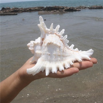 千手螺菊花螺天然海螺貝殼魚缸裝飾品水族箱造景地中海風格小擺件