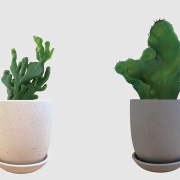 │ 霧陶系列 │ 珊瑚大戟 - 水耕 無土 懶人盆栽 室內植物  陶瓷