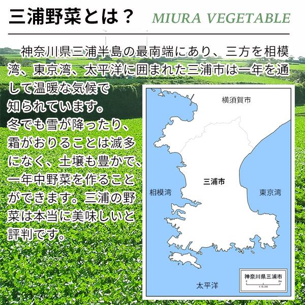 朝採り三浦野菜セット（7種類）