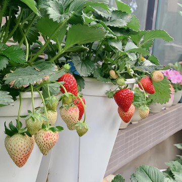 🍓（玄玉草莓種子）當年新種 紫霞草莓種子 多汁香草的風味 四季懶人種植草莓種子 室內陽臺種植高產 甜黑草莓四季種植