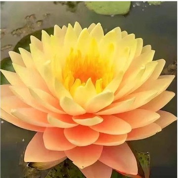 🪷（已開口 99款睡蓮 碗蓮種子）小型荷花種子 四季易種睡蓮種子 遇水開花水培土培種子  懶人花卉種子 綠植水缸植物種子