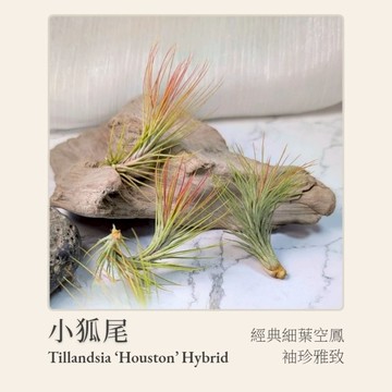 [狂買園藝] 空氣鳳梨 小狐尾 | 細長優雅葉片 雨林植物 送禮植物