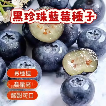 🌷（ 深色藍莓種子）今年新籽 出芽高 營養豐富 懶人易種易活 陽台庭院盆栽 #自留種