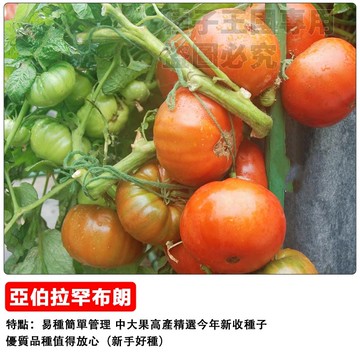 英國玫瑰香氛番茄種子  亞伯拉罕達比番茄種子  香氣濃郁果實 大型粉紅色牛排番茄 陽台可種 食用觀賞 家庭菜園 園藝療癒
