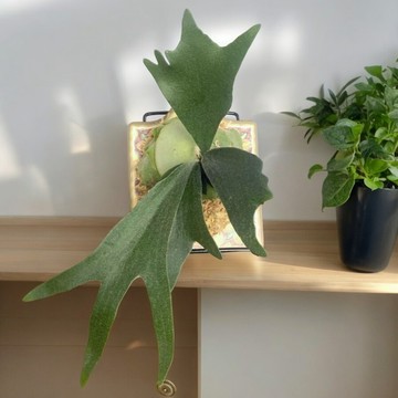 上板植物展示架｜斑啾植選｜鹿角蕨上板｜上板植物｜擺放架｜鹿角蕨｜手機架｜平板架