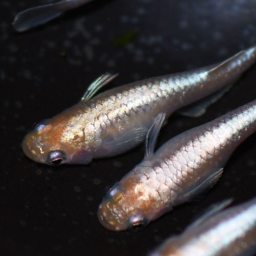 メダカ/白鱗光めだか 稚魚10匹 /白鱗光メダカ 通販 LINEポイント最大GET | LINEショッピング