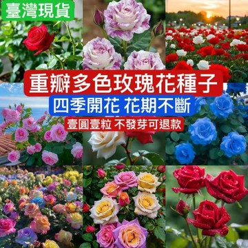 臺灣現貨【多款玫瑰花種籽子】香水玫瑰花種子 月季玫瑰種子 四季開花 盆栽花卉植物 室內外鮮花種子 易爆盆庭院陽台花卉種子
