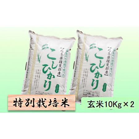 ふるさと納税 特別栽培米★玄米20kg 10Kg×2 岐阜県池田町