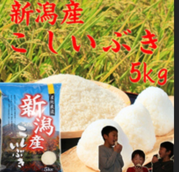 新潟県産 新米 こしいぶき 白米 5kg 令和５年産 新潟産 米 5kg お米5kg 農家直送 高級米 おいしいお米 美味しいお米 産地直送 農家の米 コシヒカリの郷小出農場