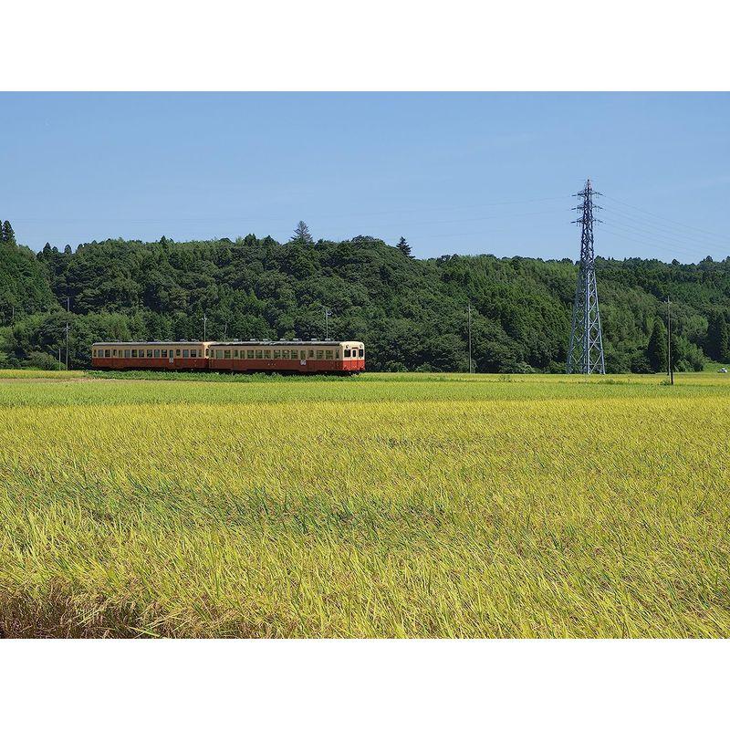 精米千葉県産 無洗米 コシヒカリ 5kg 令和4年産