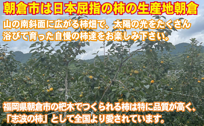 2023年先行予約 志波の富有柿 M～2Lサイズ×約12個入（冷蔵）※配送不可：離島