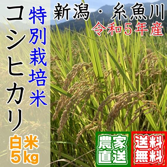 新米 白米 5kg 新潟 特別栽培米 コシヒカリ 令和5年 米 お米 農家直送  糸魚川 能生米 送料無料