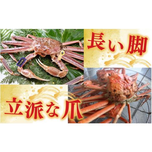 ふるさと納税 福井県 あわら市 茹で越前がに ダブルタグ 1杯 1.1kg〜1.3kg《新鮮！茹でたてを発送》／ 高級 福井 ブランド ズワイガニ 黄色タ…