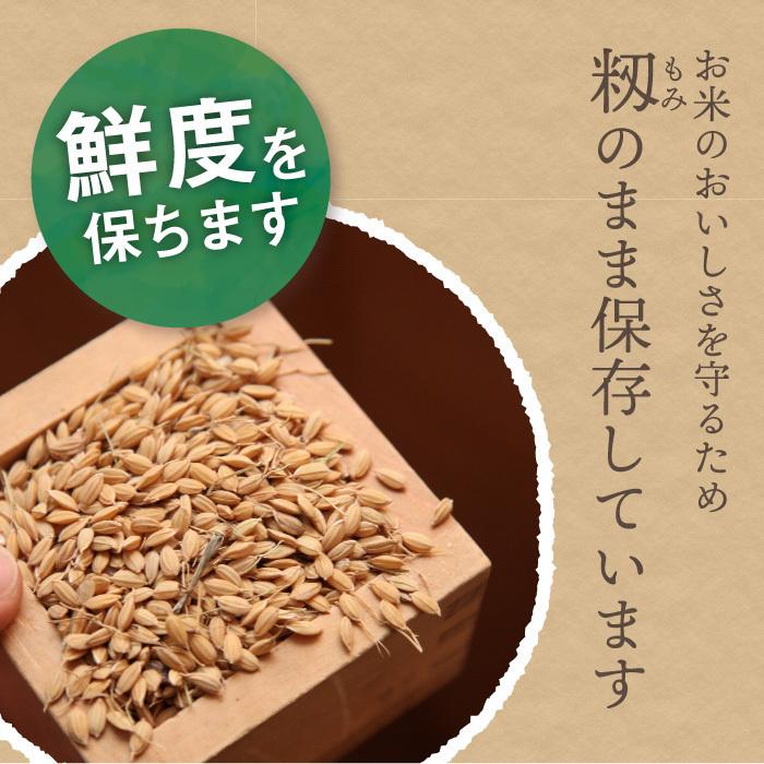 無洗米 新潟県産 コシヒカリ 特別栽培米 5kg 令和5年産 新米 こしひかり 5キロ 農家直送 減農薬