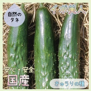 「イボ美人」 きゅうりの種 化学肥料 農薬不使用で栽培 家庭菜園 種 タネ きゅうり 野菜 胡瓜