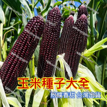 台灣出貨 水果玉米種子大全（50粒） 紫玉米種子糯玉米種子 超甜玉米種子 水果有機蔬菜種子營養價值高 高產量 超高發芽率