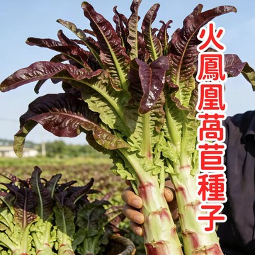 台灣火鳳凰菜種子 火焰萵苣種子 紅葉生菜種子 紫色蔬菜 家庭菜園 盆栽陽台種植 耐熱好種 觀賞食用兩用 紅火焰生菜種子