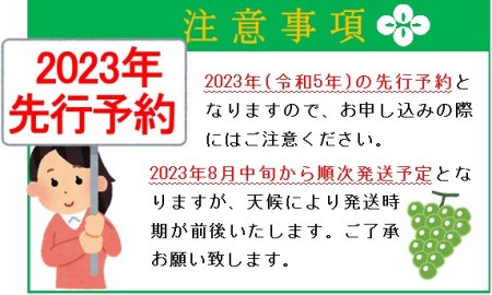 甲州市産 厳選 シャインマスカット 約1.8～2kg (3～5房)（APX）B18-195