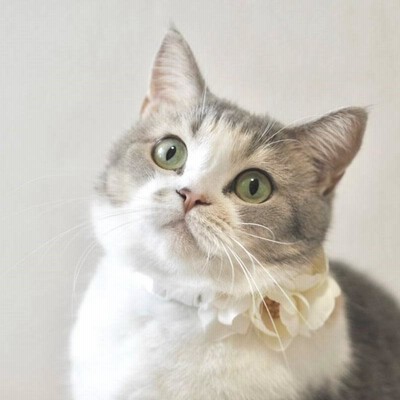 花飾り 犬 花冠チョーカー S〜Lサイズ フレッシュぽんぽんローズとハイドレンジア 花冠アクセサリーチョーカー わんこ 大きめねこちゃん 小型犬 中型犬