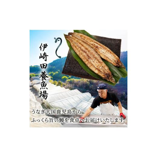 ふるさと納税 鹿児島県 志布志市 鹿児島県産 伊崎田のうなぎ白焼き ＜120g以上＞× 2尾(計240g以上) a4-022